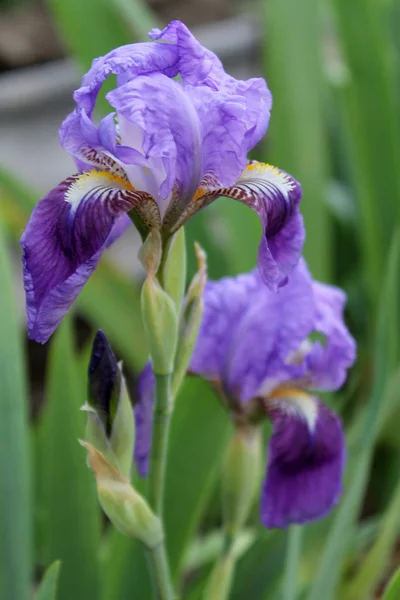 Il fiore dell'iride. Bellissimo fiore viola in fiore in una frizzante mattina di primavera — Foto Stock