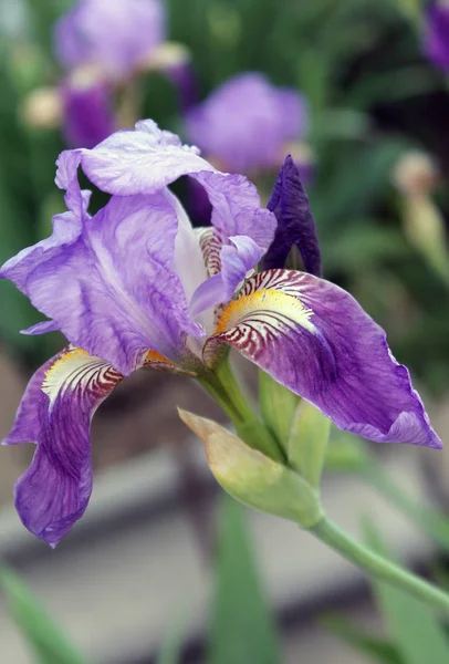 Il fiore dell'iride. Bellissimo fiore viola in fiore in una frizzante mattina di primavera — Foto Stock