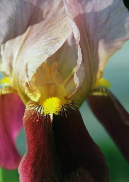 Το λουλούδι της ίριδας. Όμορφο μωβ λουλούδι ανθίζει σε ένα τραγανό ανοιξιάτικο πρωινό — Φωτογραφία Αρχείου