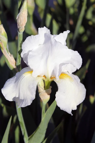 The iris flower. Beautiful purple flower in bloom on a crisp spring morning — Stock Photo, Image