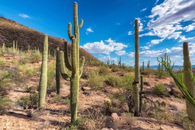 Gün batımında dev Saguaro kaktüsü Sonoran Çölü, Arizona.