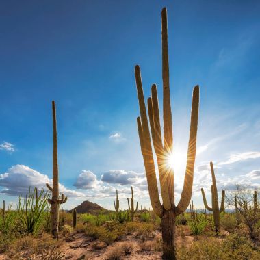 Günbatımı Saguaro Milli Parkı'nda Tucson, Arizona yakınlarında.