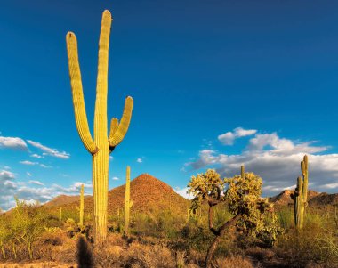 Saguaro kaktüsü Saguaro Milli Parkı, Tucson, Arizona, gün batımında.