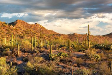 Saguaro kaktüs manzara Saguaro Milli Parkı, Arizona. 