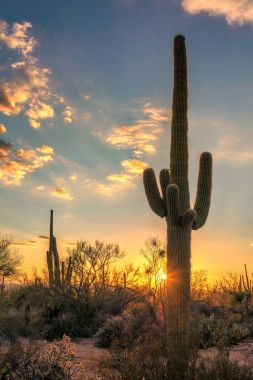 Gün batımında Saguaro'lar Phoenix yakınındaki Sonoran Çölü'nde.