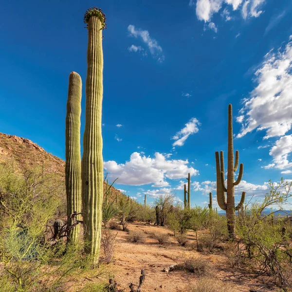 Cactus gigante del Saguaro al tramonto . — Foto Stock