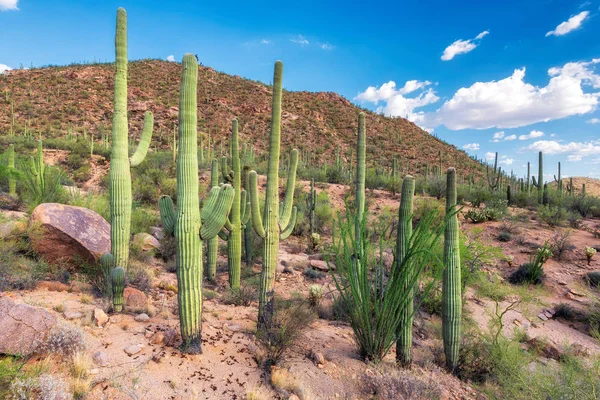 Saguaro'lar Sonoran Çölü'nde Phoenix, Arizona yakınındaki. — Stok fotoğraf