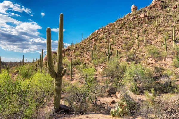 Phoenix, Arizona yakınlarında Sonoran Çölü. — Stok fotoğraf