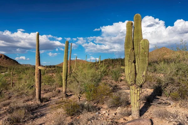 Saguaro Milli Parkı, tucson, arizona — Stok fotoğraf