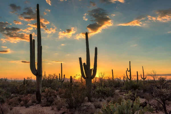 Güzel gün batımı, Arizona Saguaro kaktüsü.