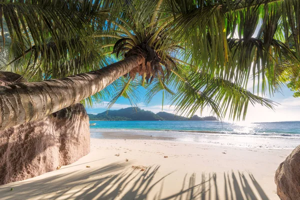 Palmer på en tropisk strand. - Stock-foto