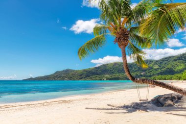 Başlangıçtan Beau Vallon plajı ile Hindistan cevizi hurma ağacı adada Mahe, Seyşel Adaları.