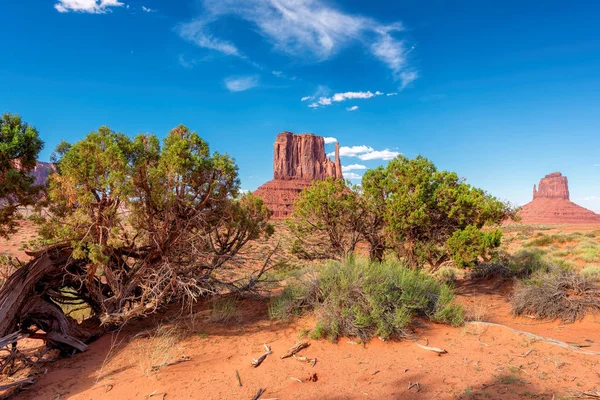 Trees at Monument Valley — Stock Photo, Image