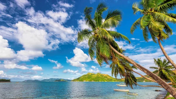 Palm trees under tropical island. — Stock Photo, Image