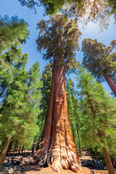 Mammutbaum-Nationalpark in Kalifornien — Stockfoto