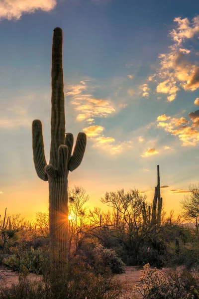 Gün batımında Saguaro'lar Phoenix yakınındaki Sonoran Çölü'nde.