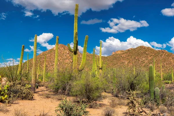 Saguaro Milli Parkı, tucson, arizona. — Stok fotoğraf