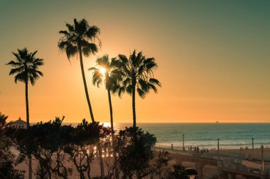 Manhattan Beach palmiye ağaçlarının gün batımında.