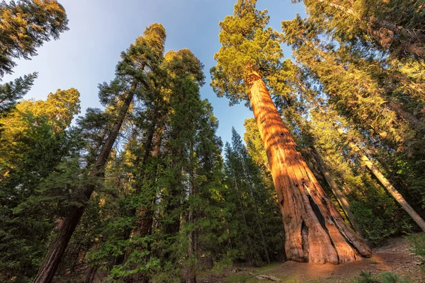 Obří sekvoje redwood stromy při západu slunce. — Stock fotografie