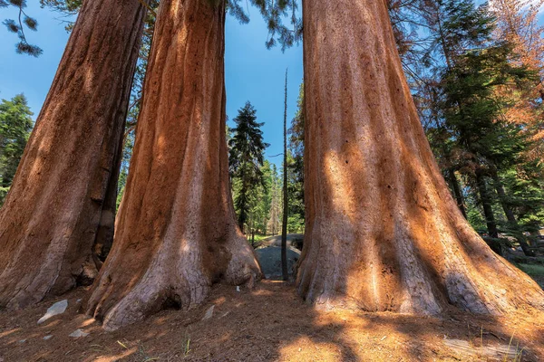 Obří sekvoje redwood stromy — Stock fotografie