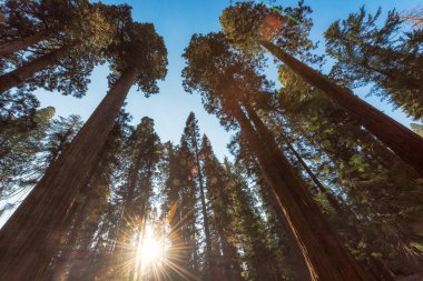 Günbatımı, Sequoia National Park.