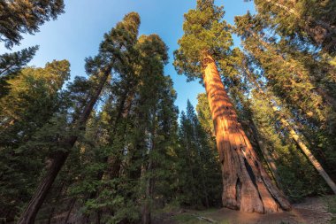 Sequoia National Park, California Sekoya ağaçları.