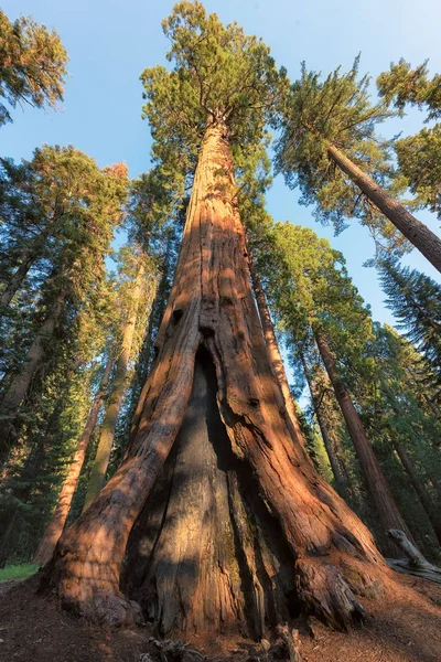 Árvores de sequoia gigantes — Fotografia de Stock