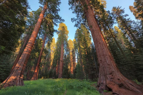 Sequoia nemzeti parkban, kaliforniai Redwood erdőben. — Stock Fotó