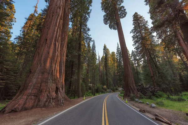 Conducir a través de secuoyas gigantes en el Parque Nacional Sequoia . —  Fotos de Stock