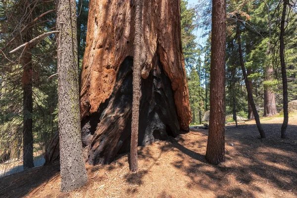 Redwood gigantyczne drzewo — Zdjęcie stockowe