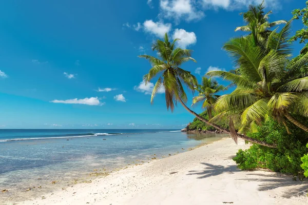 Palmy kokosowe na piękna plaża w Seszele. — Zdjęcie stockowe