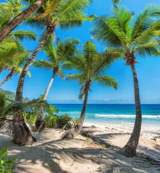 Palmeiras de coco na praia de areia branca no mar do Caribe . — Fotografia de Stock
