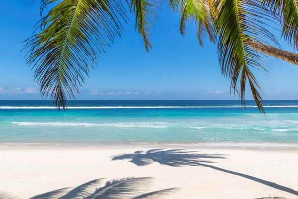 Playa Paradisíaca Con Arena Blanca Palmeras Coco Vacaciones Verano Concepto — Foto de Stock