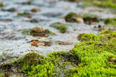 Vadisi Milli Parkı Landmannalaugar, İzlanda