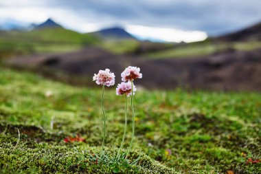 Vadisi Milli Parkı Landmannalaugar, İzlanda