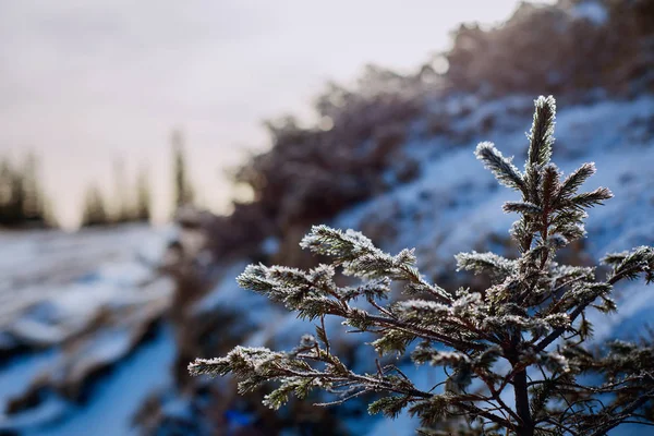 Ramo de abeto no inverno . — Fotografia de Stock