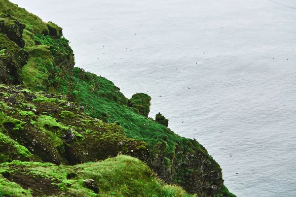 Скалистое побережье и стая птиц-пышек — стоковое фото
