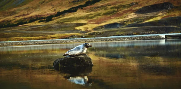 Sceller sur la pierre dans le lac — Photo