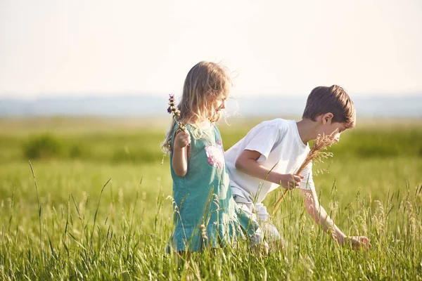 Children in the field at sunny summer morning — Stock Photo, Image