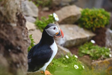 Martı latrabjarg İzlanda güneşli bir günde, buzlu