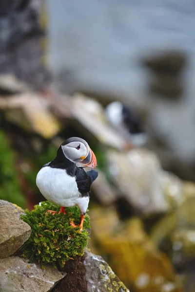 Puffin na skałach w Latrabjarg Hotel Islandii w słoneczny dzień — Zdjęcie stockowe