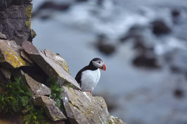 Puffin на каменях в latrabjarg Ісландії у сонячний день — стокове фото