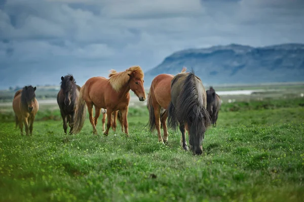 Hesteflokk på jordet – stockfoto