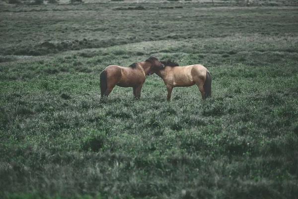 Couple horses in a field — Stock Photo, Image