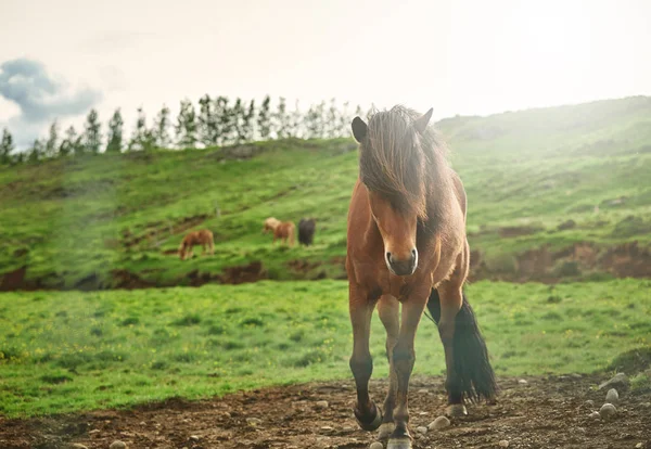 Hevonen pellolla — kuvapankkivalokuva