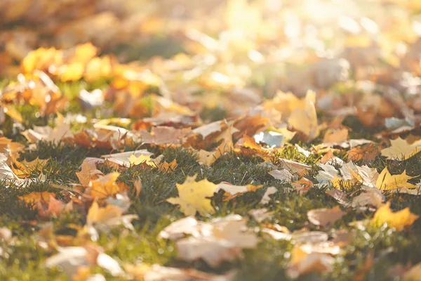 Gule blader om høsten på gresset – stockfoto