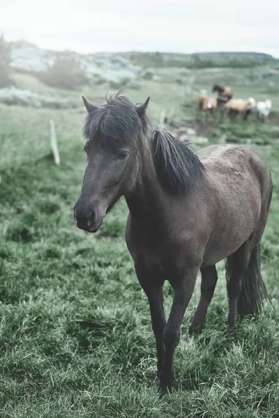 Hester på jordet – stockfoto
