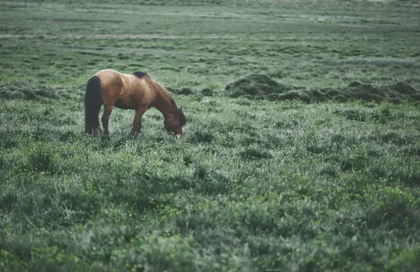 Hevonen pellolla — kuvapankkivalokuva