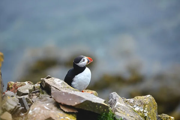 パフィン ・晴れた日にアイスランドの latrabjarg の岩の上 — ストック写真