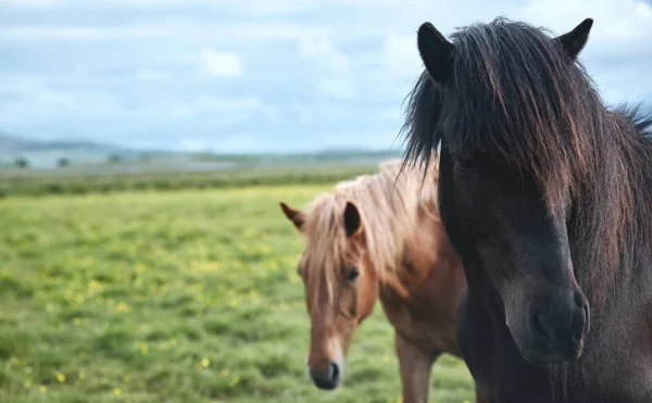 Hest på jordet – stockfoto